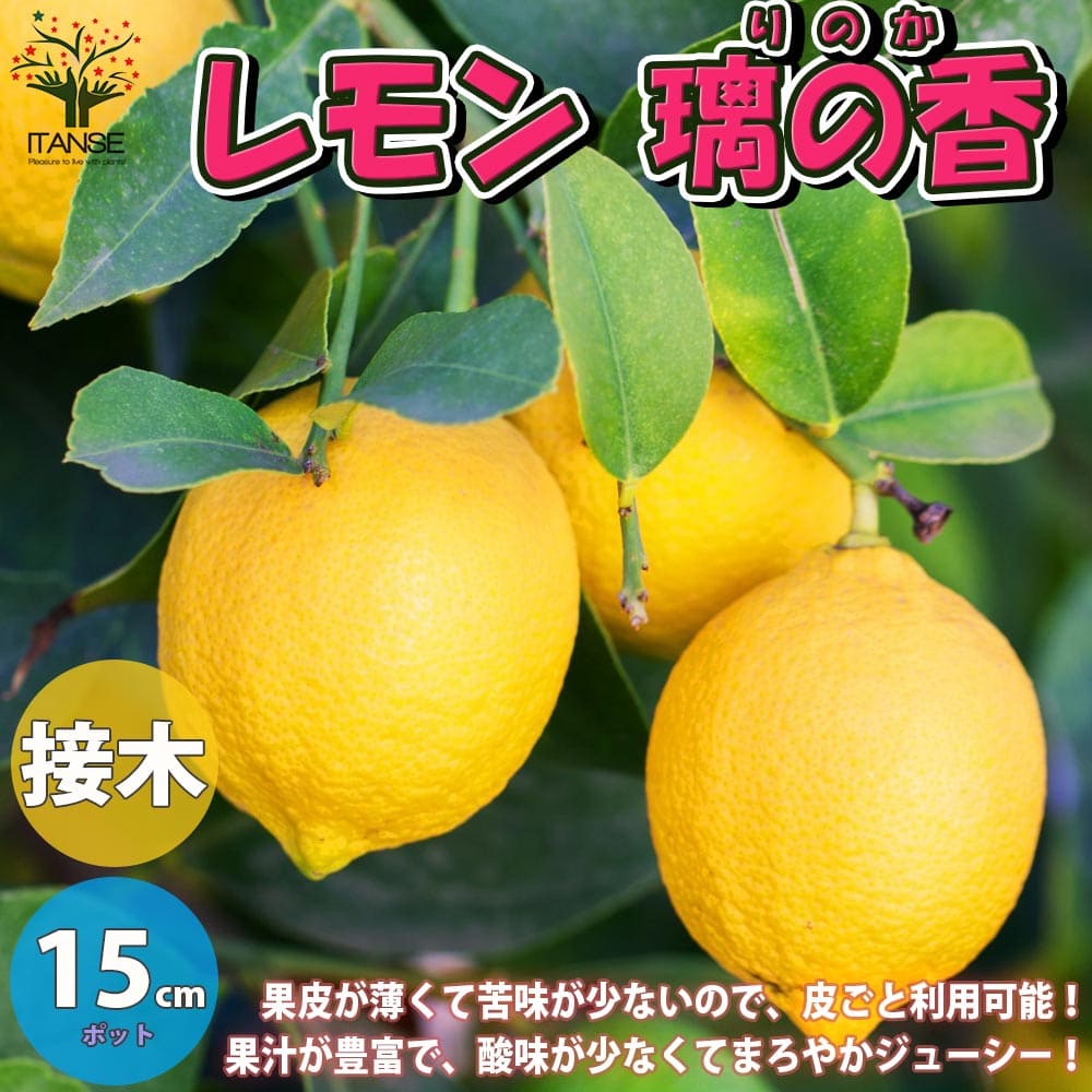 定番のお歳暮 新品種 国産 レモン 苗木 品種 璃の香 りのか レモンの木 庭木 植木 1年生 接木苗