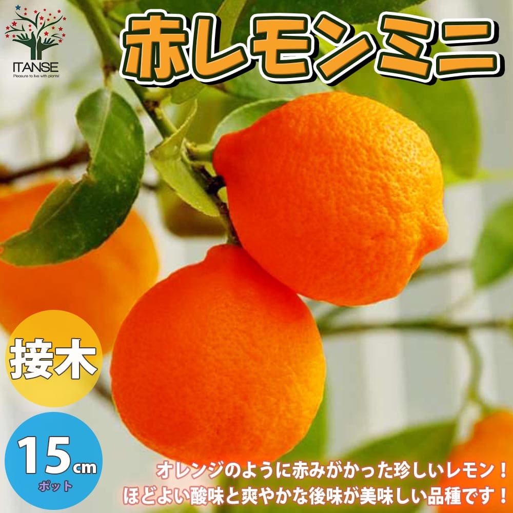 楽天市場 送料無料 赤レモンミニ レモンの苗木 果樹の苗木 5号ポット 1年生 接木苗 1個売り レモン苗 檸檬 れもん レモンの苗木 ベランダ 柑橘 香酸 ミカン 農園 農場 露地 シンボルツリー 耐寒性 自家結実性 ガーデニング 家庭菜園 ボタニカルライフ 植物販売の