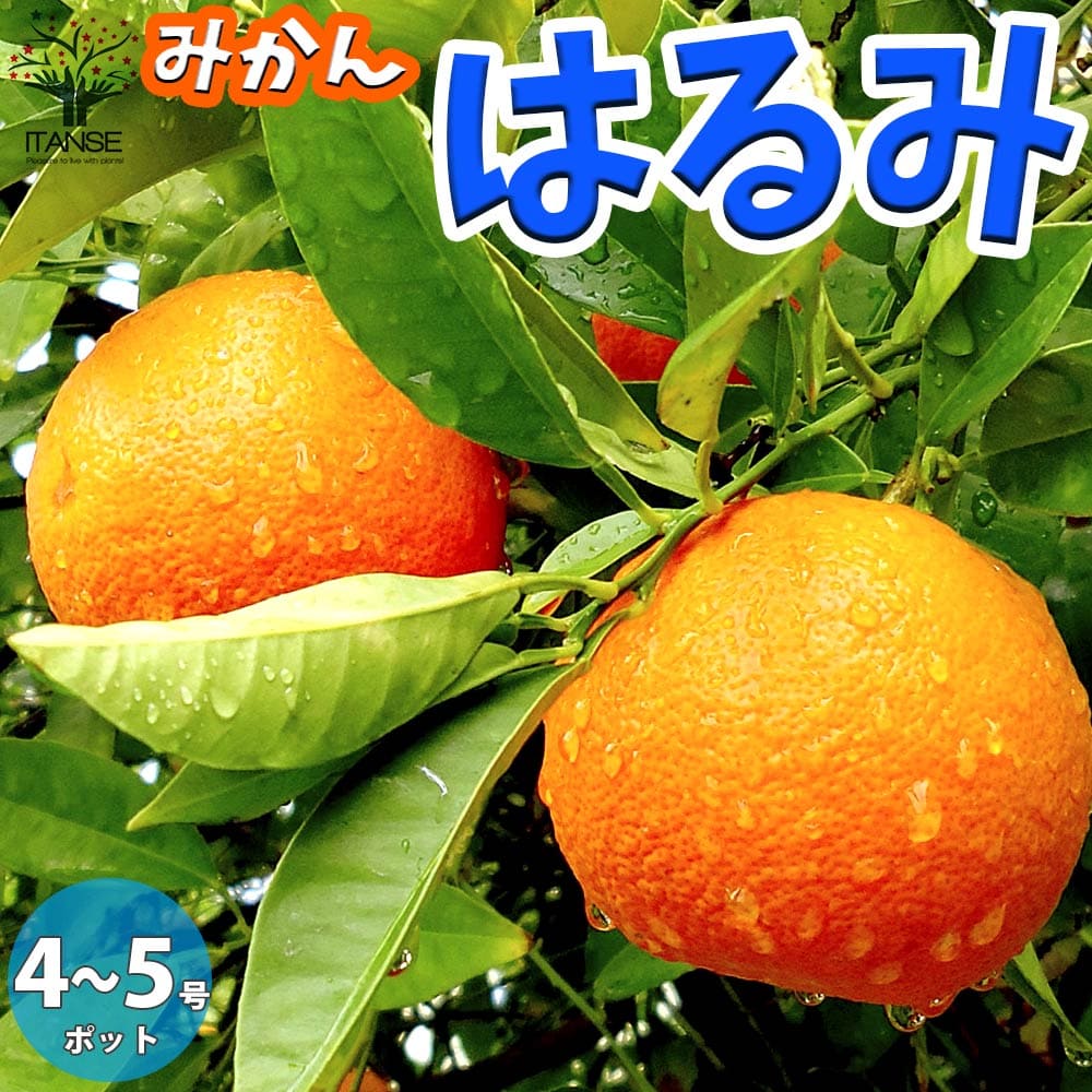 貨物輸送無料 はるみ みかんの若木 果高木の苗木 12 15cmポット 1馬齢種姓 接木苗 1個売り みかん苗 みかんの苗 柑子苗 蜜柑苗 柑橘苗 プランテーション 庭植え 知覚力 園芸 花木 植木 庭木 鉢植え 章高木 温州みかん 新築祝賀会 メモリー樹 ロード地植え 香酸柑橘 出荷