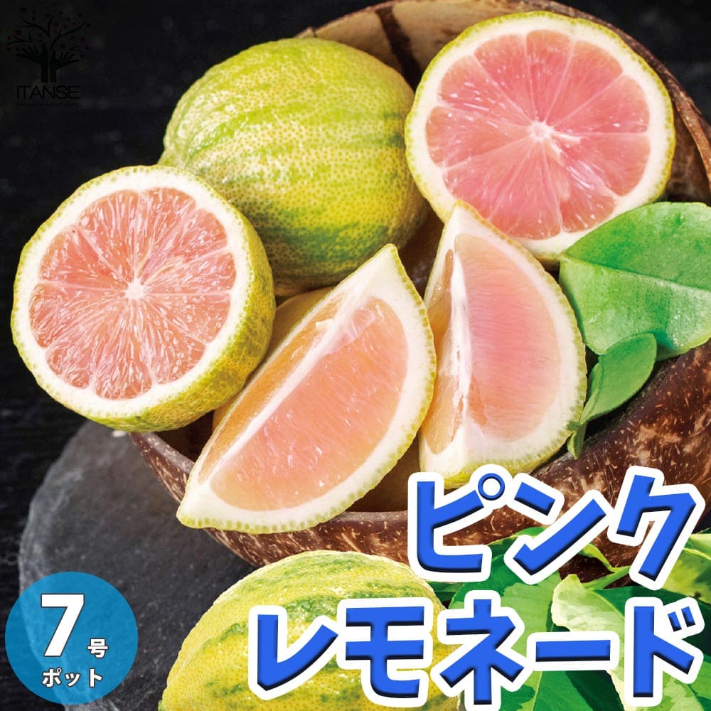 レモン：ピンクレモネード4号鉢植え の通販 | 園芸ネット