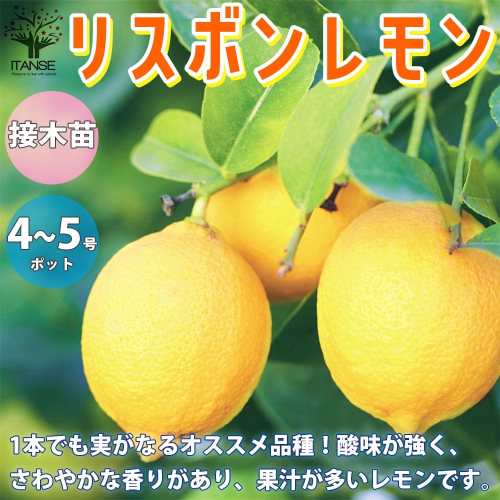 楽天市場 レモン 苗木 リスボン ベランダで育成 鉢植え 接ぎ木苗 ポット植え 中 柑橘 果樹 れもん かみはる園芸