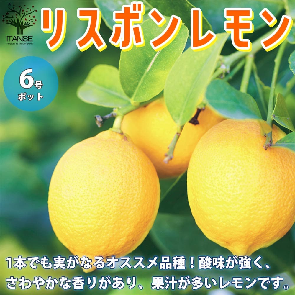 楽天市場 送料無料 リスボン レモンの苗木 果樹の苗木 6号鉢 1個売り レモン苗 檸檬 れもん レモンの苗木 ベランダ 柑橘 香酸 ミカン 農園 農場 露地 シンボルツリー 耐寒性 自家結実性 ガーデニング 家庭菜園 植物販売のｉｔａｎｓｅ楽天市場店