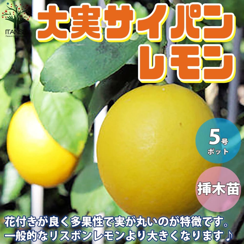 送料無料 レモンの苗木 四季成 サイパンレモン 今年から実がなる率が高い大苗 レモンの苗木 果樹の苗木 しっかり大きい2年生挿し木 5号ポット 1個売り レモン苗 檸檬 れもん レモンの苗木 ベランダ 柑橘 香酸 シンボルツリー ガーデニング 家庭菜園 Napierprison Com