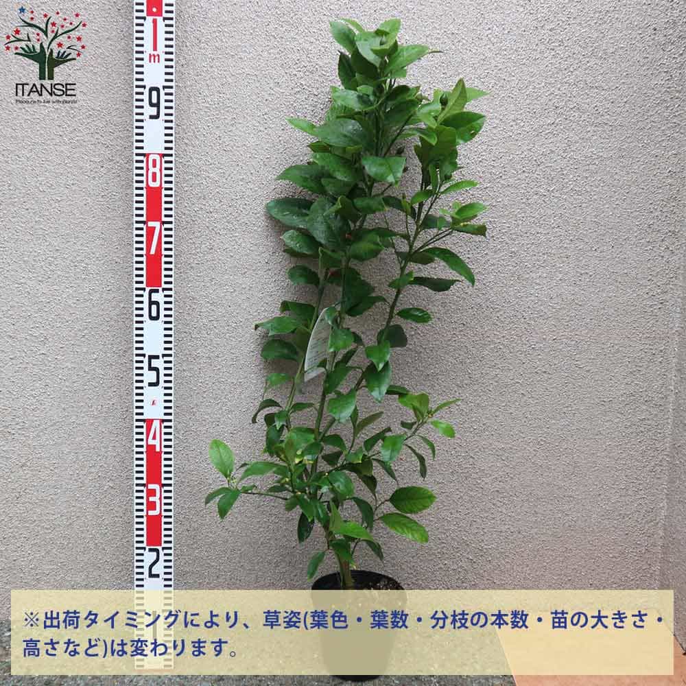 送料無料 レモンの苗木 四季成 サイパンレモン 今年から実がなる率が高い大苗 レモンの苗木 果樹の苗木 しっかり大きい2年生挿し木 5号ポット 1個売り レモン苗 檸檬 れもん レモンの苗木 ベランダ 柑橘 香酸 シンボルツリー ガーデニング 家庭菜園 Napierprison Com