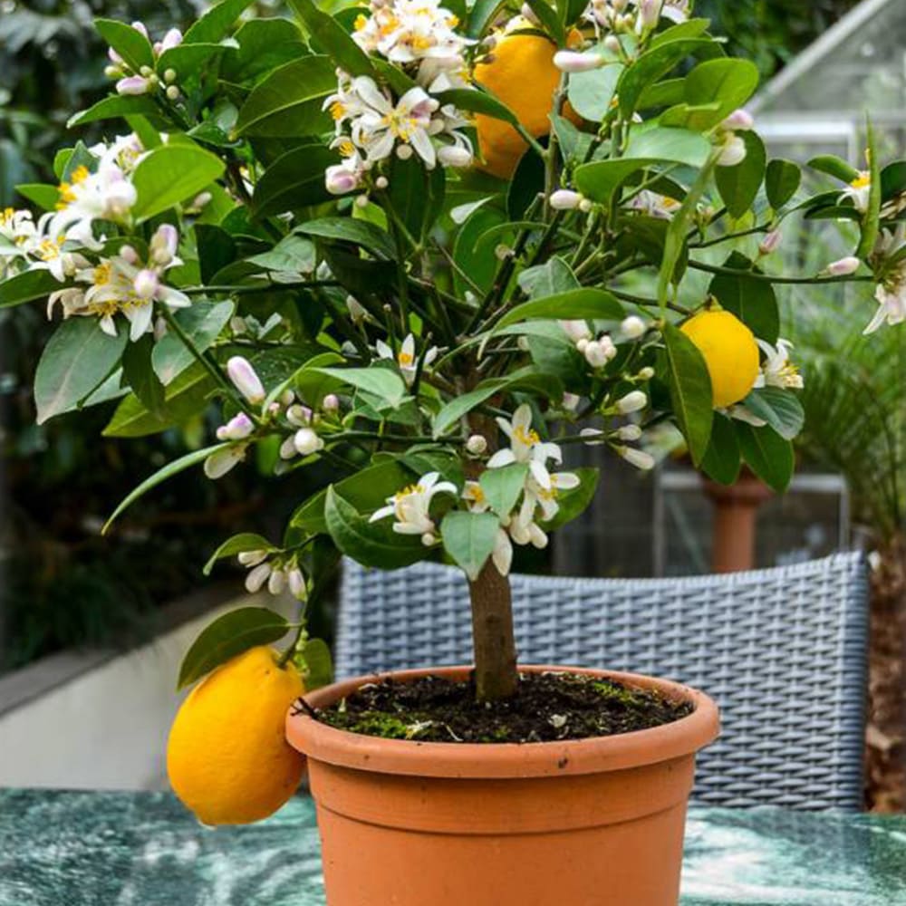 うのにもお得な情報満載 レモンの苗木 四季成 サイパンレモン 今年から実がなる率が高い大苗 レモンの苗木レモン苗 檸檬 れもん レモンの苗木 ベランダ 柑橘 香酸 シンボルツリー ガーデニング 家庭菜園 Turbonetce Com Br