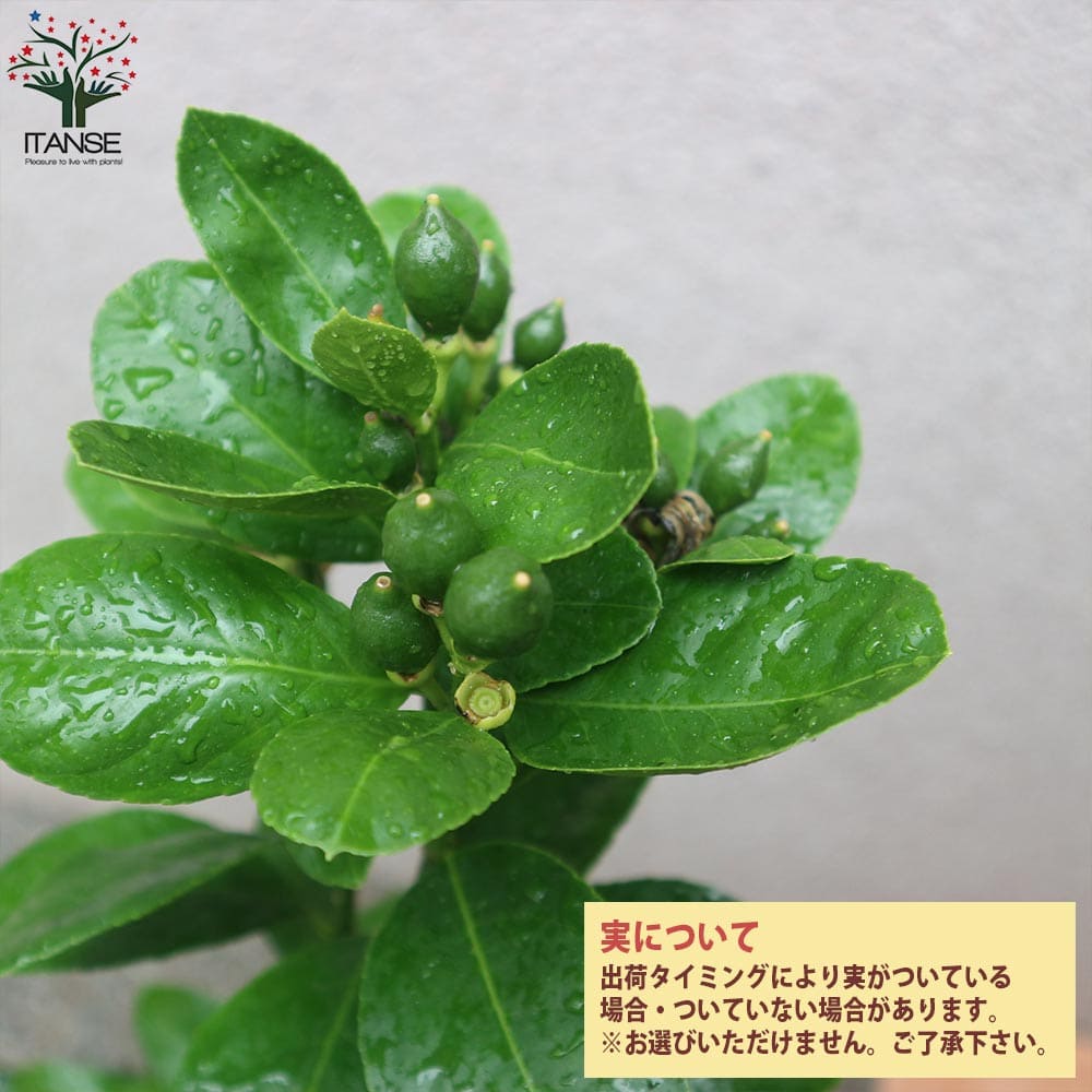 送料無料 四季成り アレンユーレカレモン 今年から実がなる率が高い大苗 レモンの苗木 果樹の苗木 5号ポット しっかり大きい2年生 挿し木苗 1個売り レモン苗 檸檬 れもん レモンの苗木 柑橘 香酸 シンボルツリー ガーデニング 家庭菜園 Napierprison Com