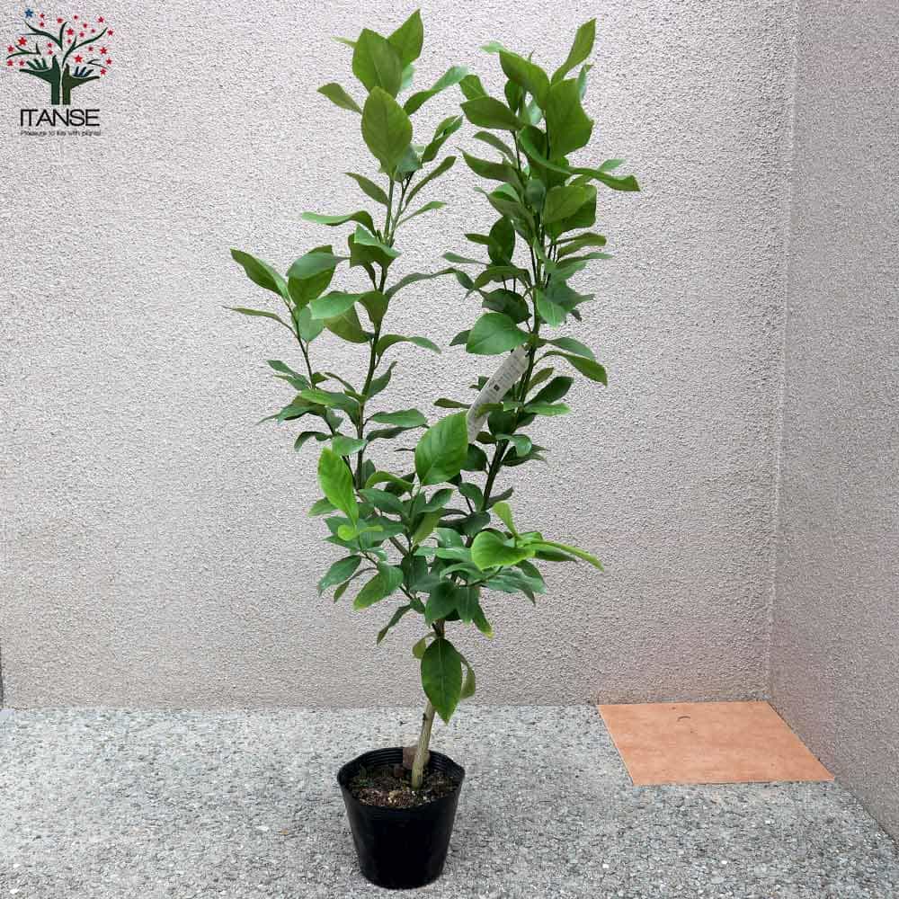 送料無料 四季成り アレンユーレカレモン 今年から実がなる率が高い大苗 レモンの苗木 果樹の苗木 5号ポット しっかり大きい2年生 挿し木苗 1個売り レモン苗 檸檬 れもん レモンの苗木 柑橘 香酸 シンボルツリー ガーデニング 家庭菜園 Napierprison Com