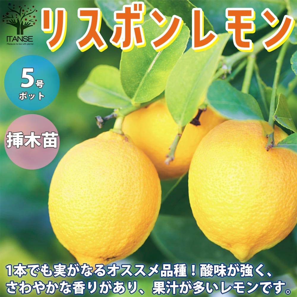 楽天市場 送料無料 リスボンレモン レモンの苗木 果樹の苗木 5号鉢 挿し木苗 1個売り レモン苗 檸檬 れもん レモンの苗木 柑橘 香酸 シンボルツリー ガーデニング 家庭菜園 植物販売のｉｔａｎｓｅ楽天市場店