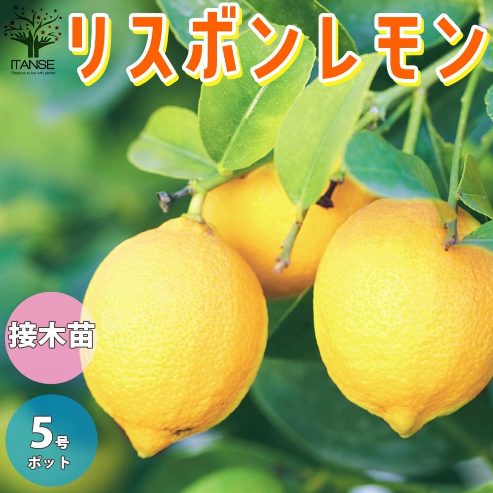 送料無料 リスボン レモンの苗木 果樹の苗木 15cm 1 2年生 接木苗 1個売り レモン苗 檸檬 れもん レモンの苗木 柑橘 香酸 シンボルツリー ガーデニング 家庭菜園 Tajikhome Com