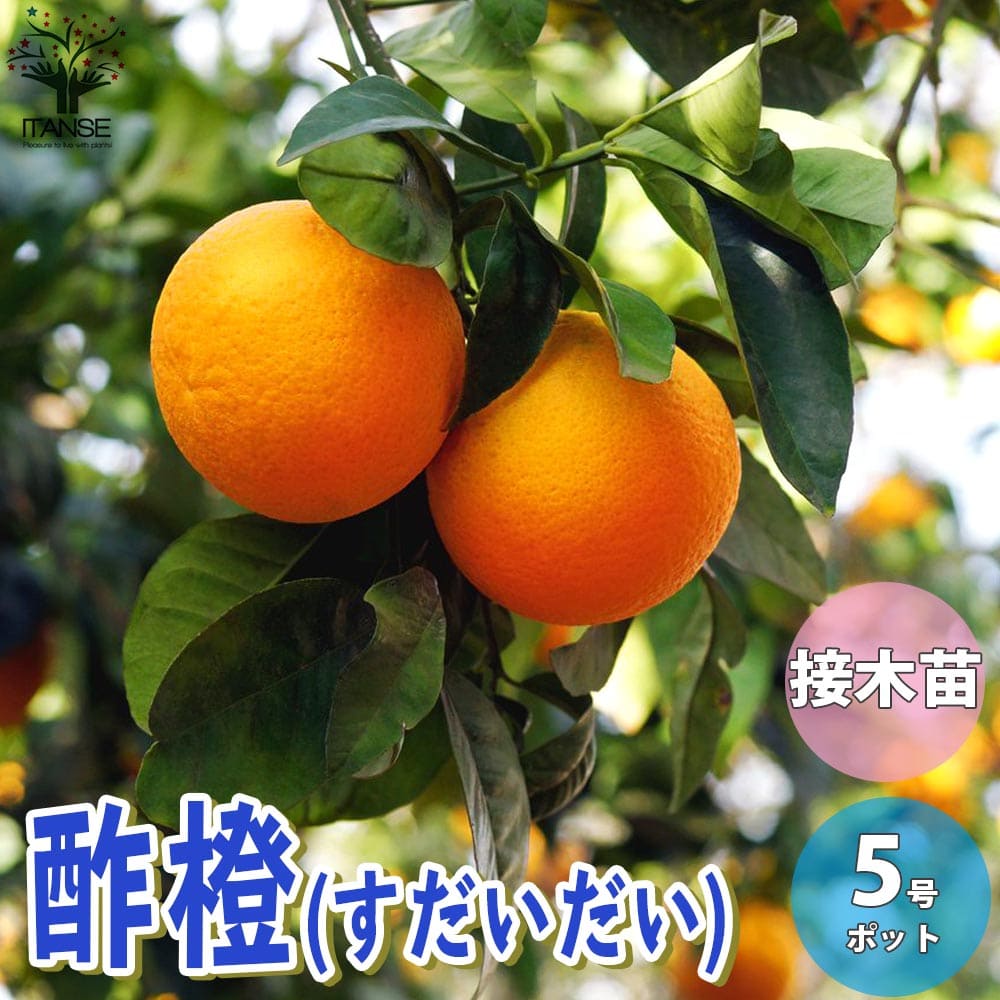 正月橙 販売 – 橙 ダイダイ 販売 – ITXKRQ