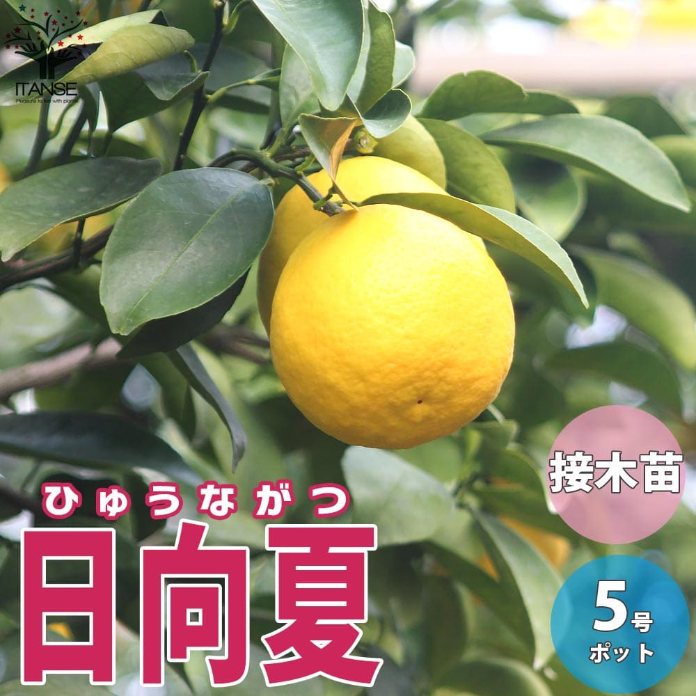みかん 日向夏（ひゅうがなつ） ニューサマーオレンジ 接木苗木 果樹苗約100㌢ 楽天市場】オレンジ 苗木 【日向夏 （ひゅうがなつ）】 3年生
