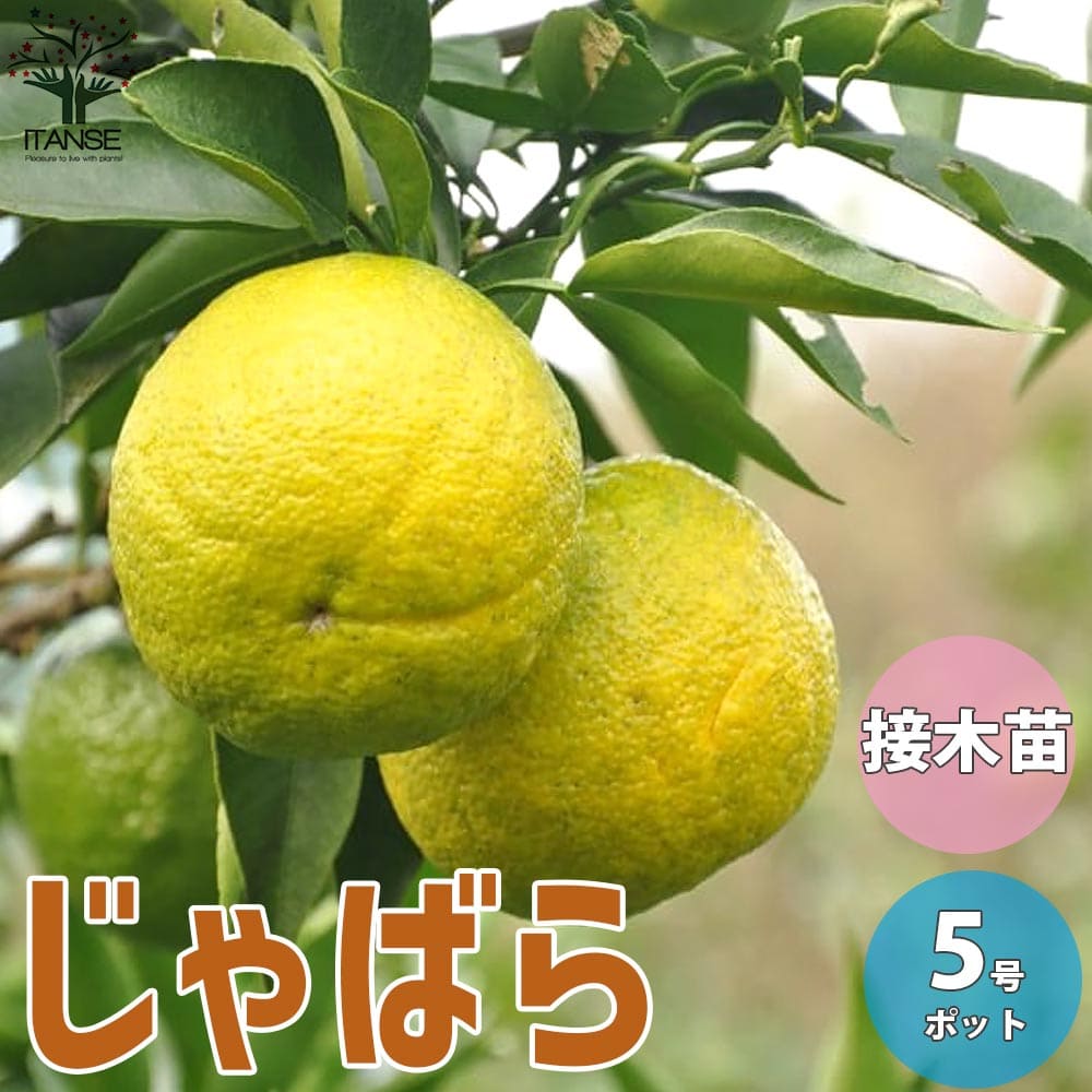楽天市場】【ジャバラ】4年生接木苗ジャバラの苗1本で実がなる