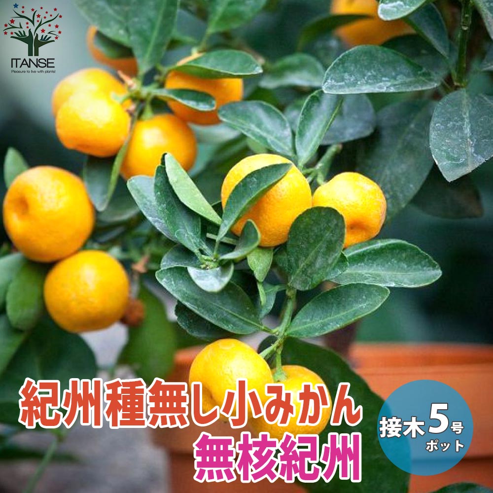 246 こみかんさん専用 楽天市場】みかん 苗木 【紀州小みかん】 4号ポット 接木苗