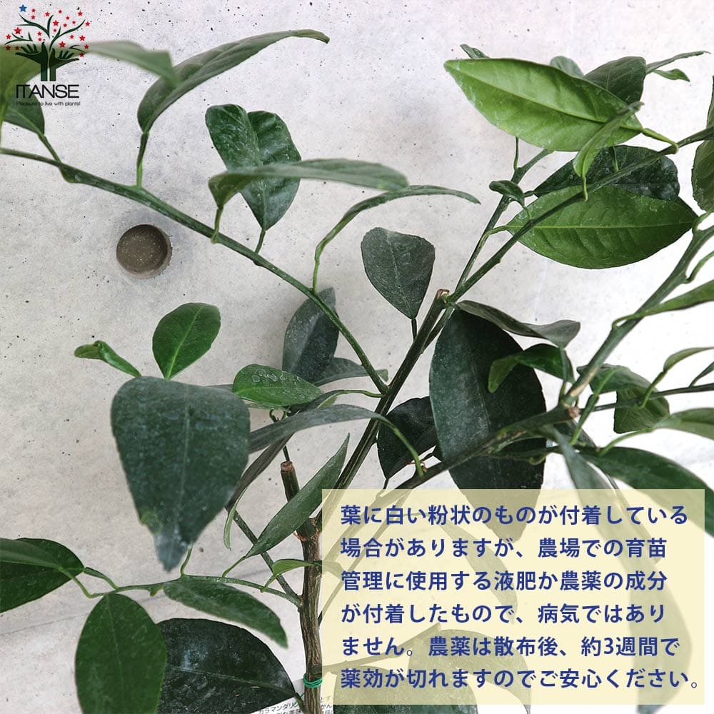 みかん苗 みかんの苗 柑橘苗 庭植え 農園 ミカン苗 蜜柑苗