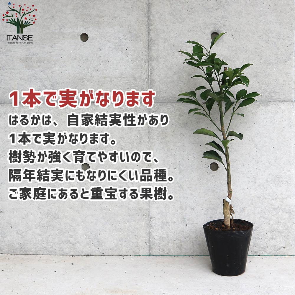 みかん苗 みかんの苗 ミカン苗 農園 蜜柑苗 庭植え 柑橘苗