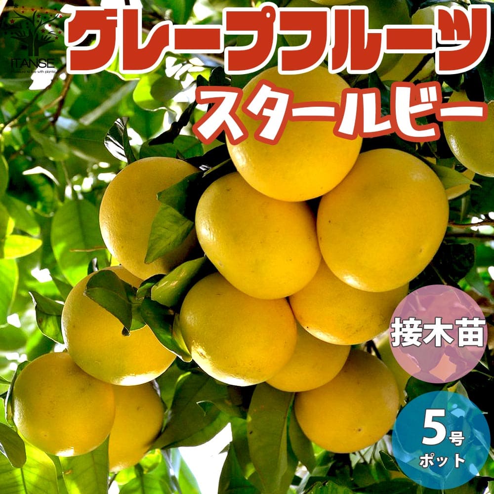 楽天市場 送料無料 スタールビー グレープフルーツの苗 果樹の苗木 15cmポット 1 2年生 接木苗 1個売り グレープフルーツの苗 ルビー ピンク グレープフルーツの苗木 柑橘苗 柑橘の苗 香酸 植物販売のｉｔａｎｓｅ楽天市場店