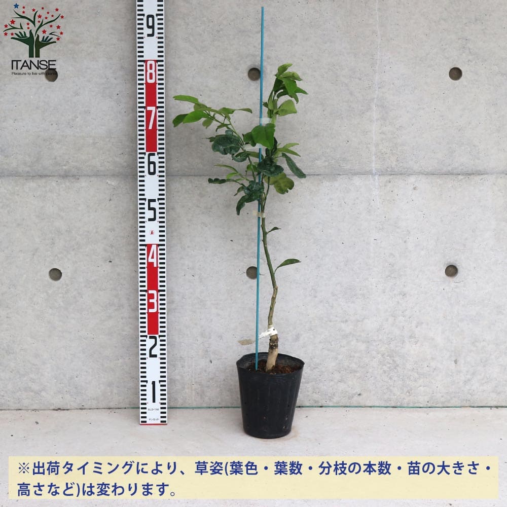 送料無料 スタールビー グレープフルーツの苗 果樹の苗木 15cmポット 1 2年生 接木苗 1個売り グレープフルーツの苗 ルビー ピンク グレープフルーツの苗木 柑橘苗 柑橘の苗 香酸 Sermus Es