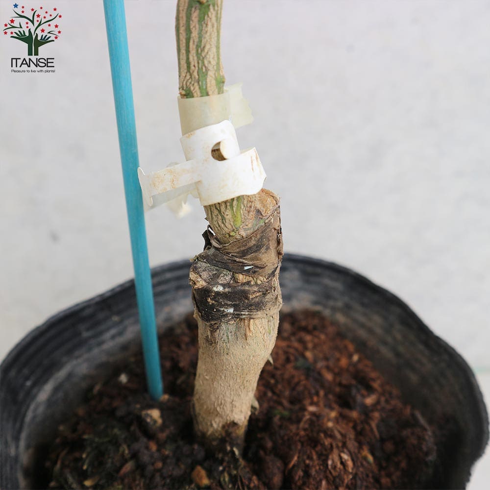 送料無料 スタールビー グレープフルーツの苗 果樹の苗木 15cmポット 1 2年生 接木苗 1個売り グレープフルーツの苗 ルビー ピンク グレープフルーツの苗木 柑橘苗 柑橘の苗 香酸 Sermus Es