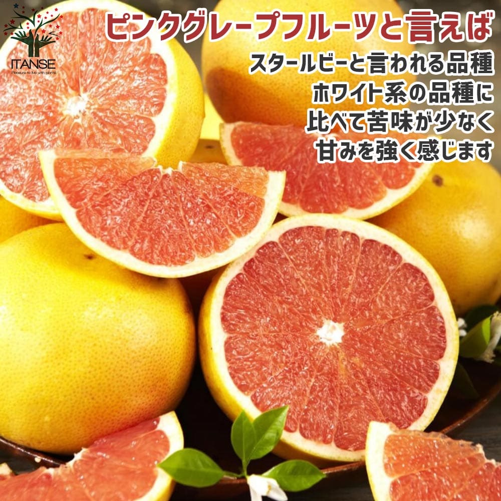 送料無料 スタールビー グレープフルーツの苗 果樹の苗木 15cmポット 1 2年生 接木苗 1個売り グレープフルーツの苗 ルビー ピンク グレープフルーツの苗木 柑橘苗 柑橘の苗 香酸 Sermus Es