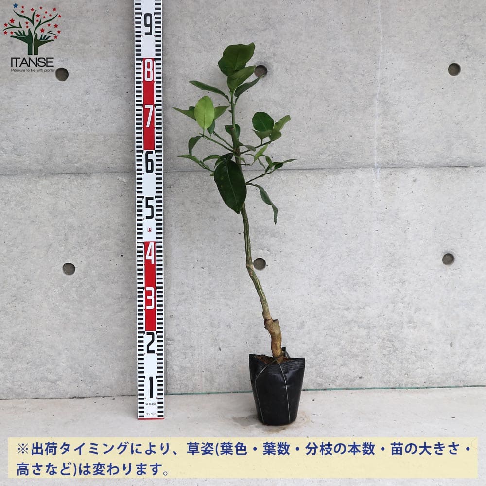 送料無料 マーシュ グレープフルーツの苗 果樹の苗木 15cmポット 1 2年生 接木苗 1個売り グレープフルーツの苗 ルビー ピンクグレープフルーツ の苗木 柑橘苗 柑橘の苗 香酸 Salon Raquet De