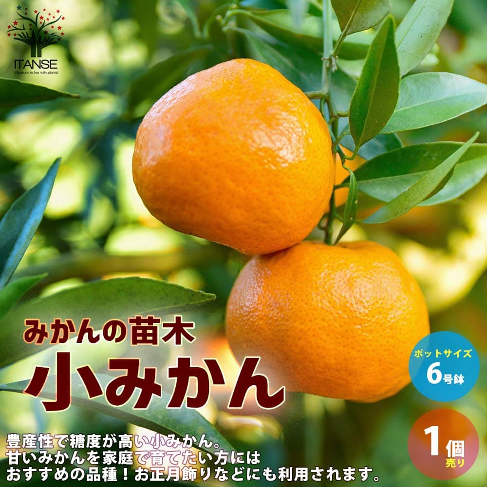 みかん 愛媛産 外皮なし むき冷凍みかん 3S～Mサイズ | 47CLUB – 名産