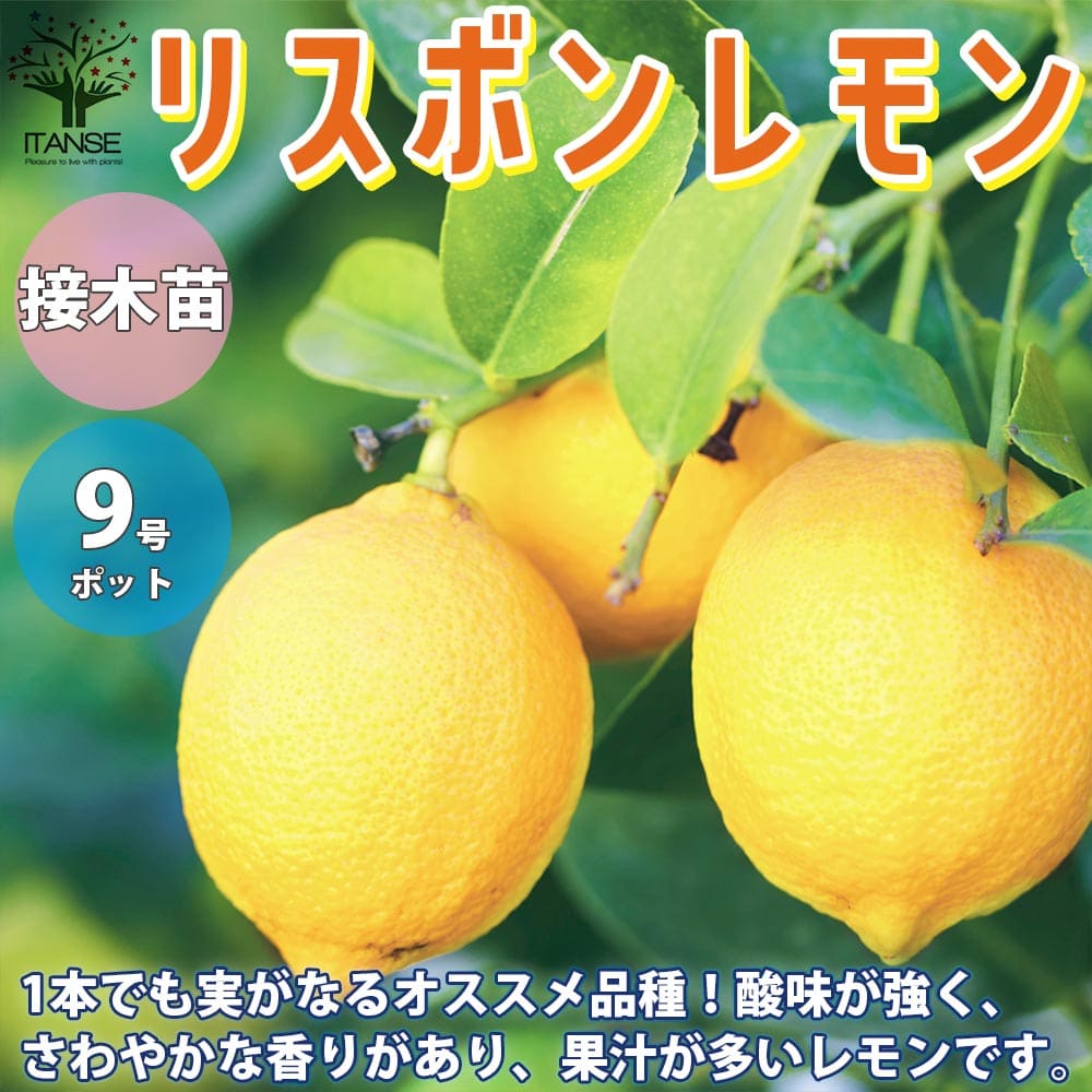 送料無料 四季成 リスボンレモン レモンの苗木 成物の苗木 9号数ポット大苗 ひしと巨い3年生 接木苗 1個売り レモン苗 レモン れもん レモンの苗木 柑橘 匂酸 マーク木 ガーデニング 眷属野菜畑 Loadedcafe Com