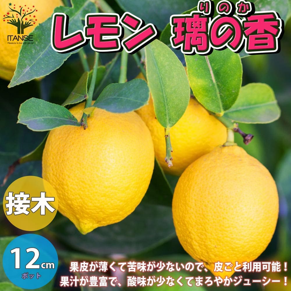 楽天市場】【送料無料】璃の香(りのか) レモンの苗木【果樹の苗木 5号ポット 1年生 接木苗／1個売り】レモン苗 檸檬 れもん レモンの苗木 ベランダ  柑橘 香酸 ミカン 農園 農場 露地 シンボルツリー 耐寒性 自家結実性 家庭菜園 PVP : 植物販売のＩＴＡＮＳＥ楽天市場店