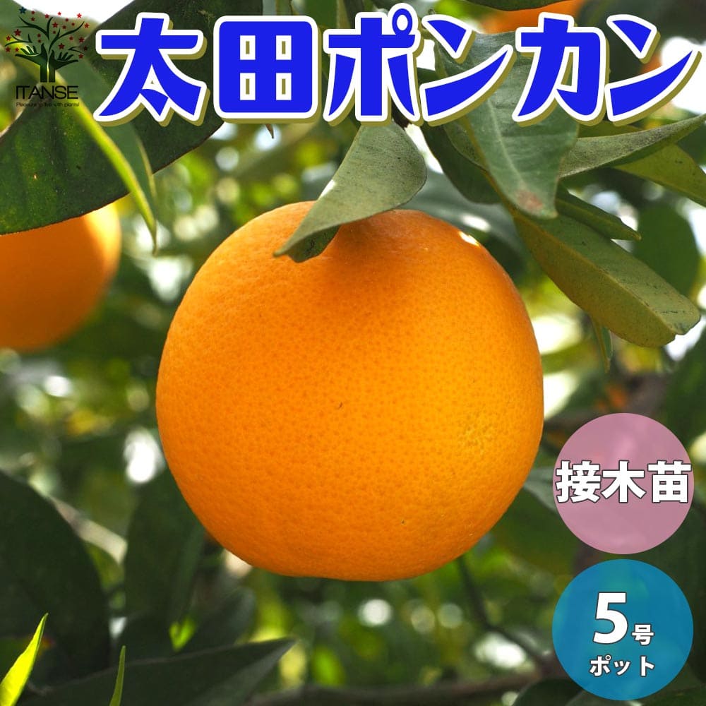 柑橘　果樹苗　ポンカン　苗木 楽天市場】ポンカン ぽんかん 柑橘 苗木《果樹苗》 : 日本花卉