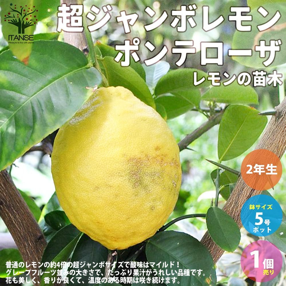 市場 送料無料 2年生苗挿し木苗 ポンテローザ 果樹の苗木 5号鉢 1個売り 超ジャンボレモン