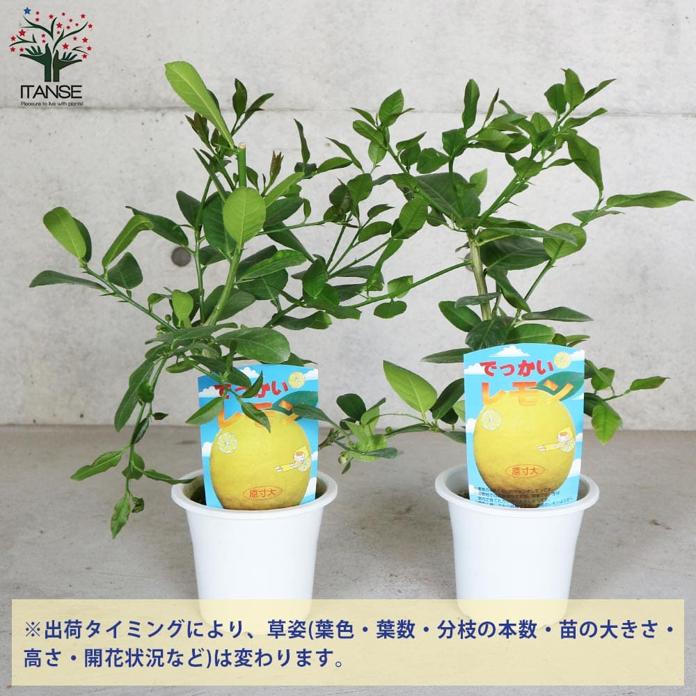 市場 送料無料 2年生苗挿し木苗 ポンテローザ 果樹の苗木 5号鉢 1個売り 超ジャンボレモン