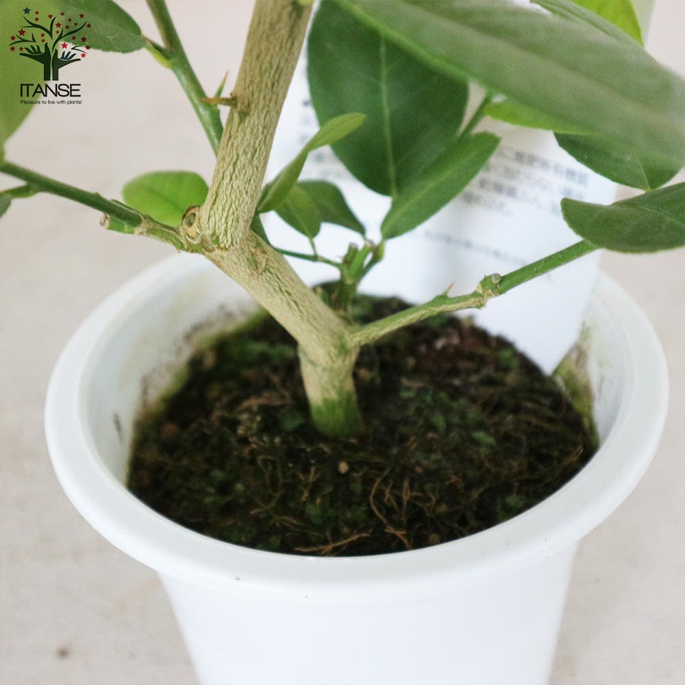 市場 送料無料 2年生苗挿し木苗 ポンテローザ 果樹の苗木 5号鉢 1個売り 超ジャンボレモン