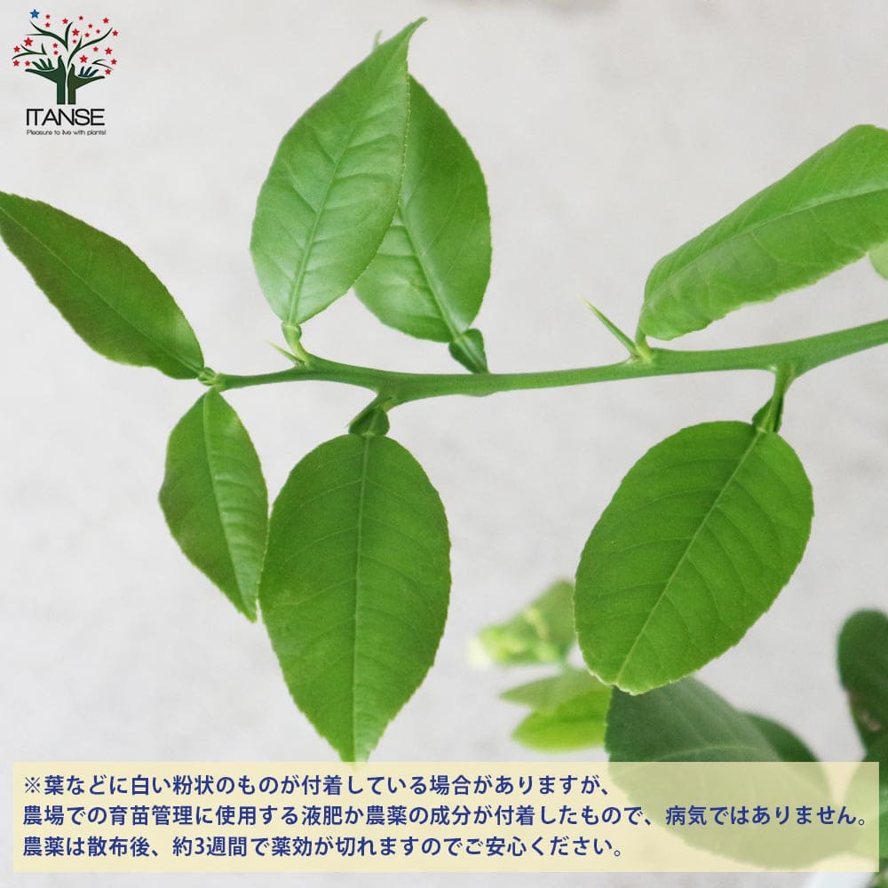 市場 送料無料 5号鉢 2年生苗挿し木苗 果樹の苗木 ポンテローザ 1個売り 超ジャンボレモン