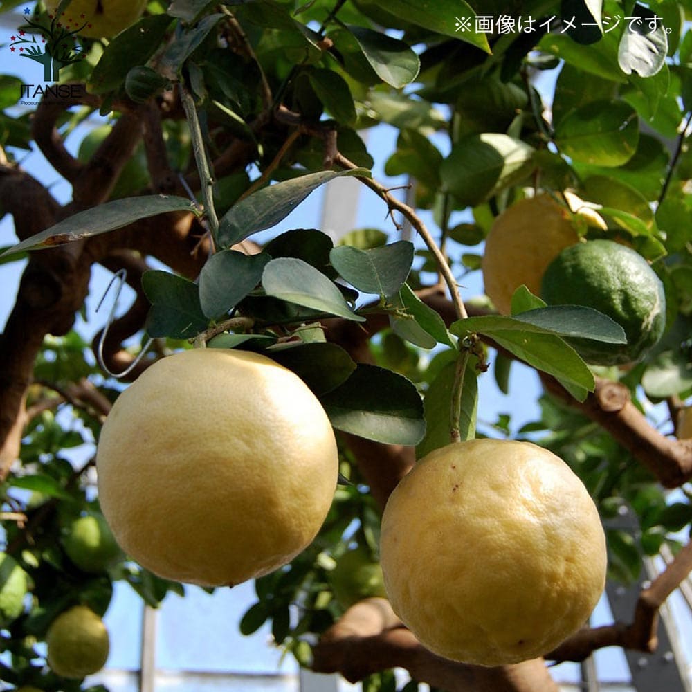 市場 送料無料 2年生苗挿し木苗 ポンテローザ 果樹の苗木 5号鉢 1個売り 超ジャンボレモン