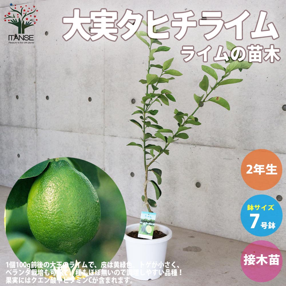 市場 送料無料 果樹の苗木 しっかり大きい2年生接木苗 7号白プラ鉢 大実タヒチライムの苗木