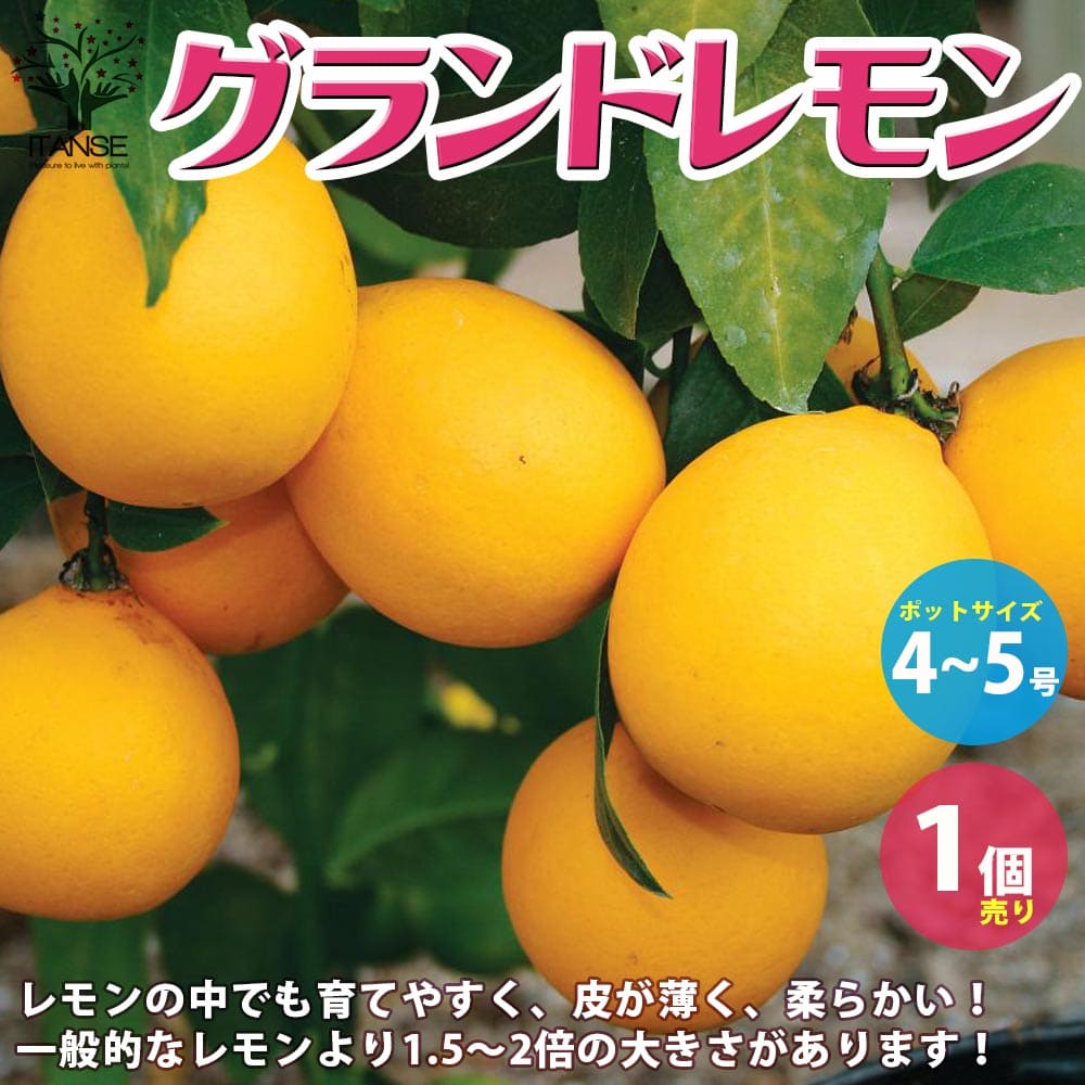 【マラソン★P5倍】レモンの苗木 グランドレモン 果樹の苗木 4～5号 1個売り レモン苗 檸檬 れもん レモンの苗木 柑橘 香酸 シンボルツリー ガーデニング 家庭菜園 送料無料 即納