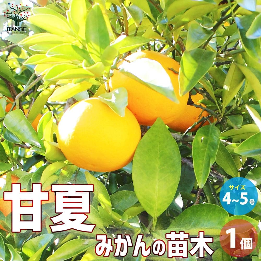 柑橘　果樹苗　ポンカン　苗木 楽天市場】ポンカン ぽんかん 柑橘 苗木《果樹苗》 : 日本花卉