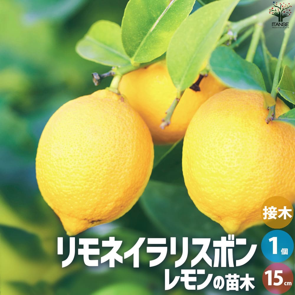 【楽天市場】【送料無料】姫レモン【果樹苗 9cmポット挿し木苗/2個セット】レモン苗 檸檬 れもん ベランダ 苗木 柑橘 香酸 ミカン 農園 農場  露地 シンボルツリー 自家結実性 鑑賞 赤レモン ラングプールライム : 植物販売のＩＴＡＮＳＥ楽天市場店