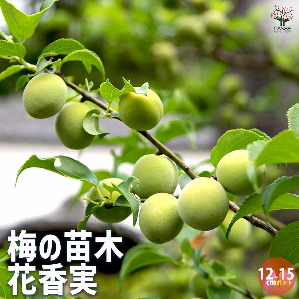 【送料無料】梅の苗木 花香実接木 果樹の苗木 12～15cmポット 梅苗 うめの苗 うめ苗 梅の苗木 簡単栽培 ガーデニング 家庭菜園 梅酒 梅干し 送料無料 即納