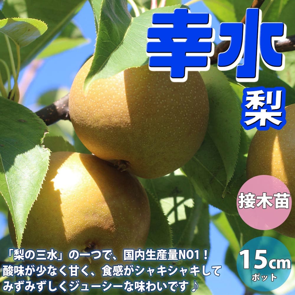 楽天市場 送料無料 梨の苗木 幸水 果樹苗 2年生 接木苗15cmポット 1個 梨苗 梨の苗 梨の木 梨の苗木 梨苗木 ナシの苗 なしの苗 ナシの苗木 庭植え プランター 花木 植木 庭木 鉢植え 生け垣 シンボルツリー プレゼント 人気果樹 和梨 苗販売店 通販 植物販売の