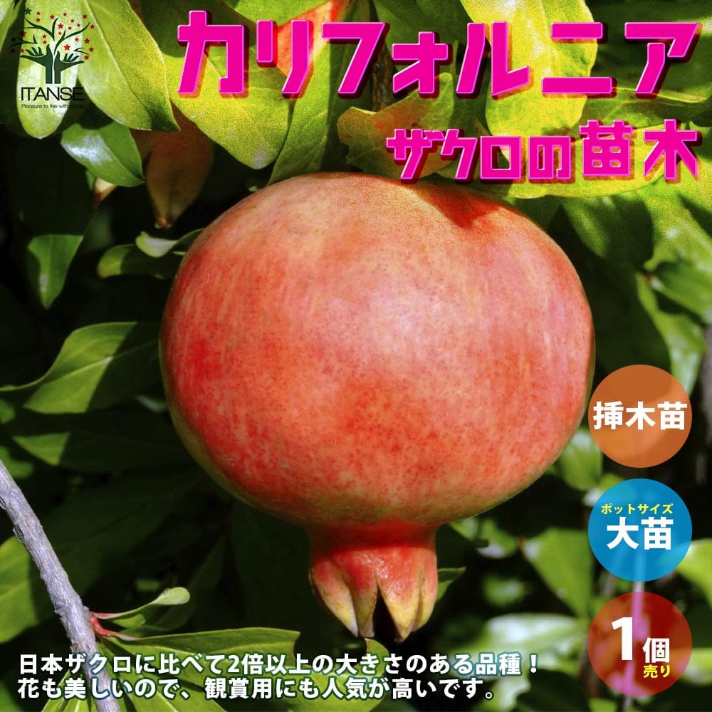 楽天市場】【送料無料】ザクロの苗木 水晶【果樹苗 2年生 接木苗15cmポット/1個】ザクロ苗 ザクロの苗 ザクロの木 ざくろ苗 ざくろの苗 石榴  柘榴 若榴 庭植え 花木 植木 庭木 鉢植え 生け垣 シンボルツリー 新築祝い 記念樹 路地植え 販売店 通販 : 植物販売の ...