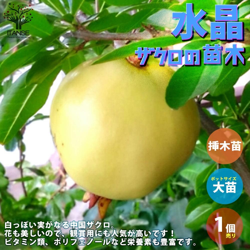 春の最新作 送料無料 ざくろ ザクロ 石榴 の苗n 1cm 全国宅配無料 Mikedumanformayor Com