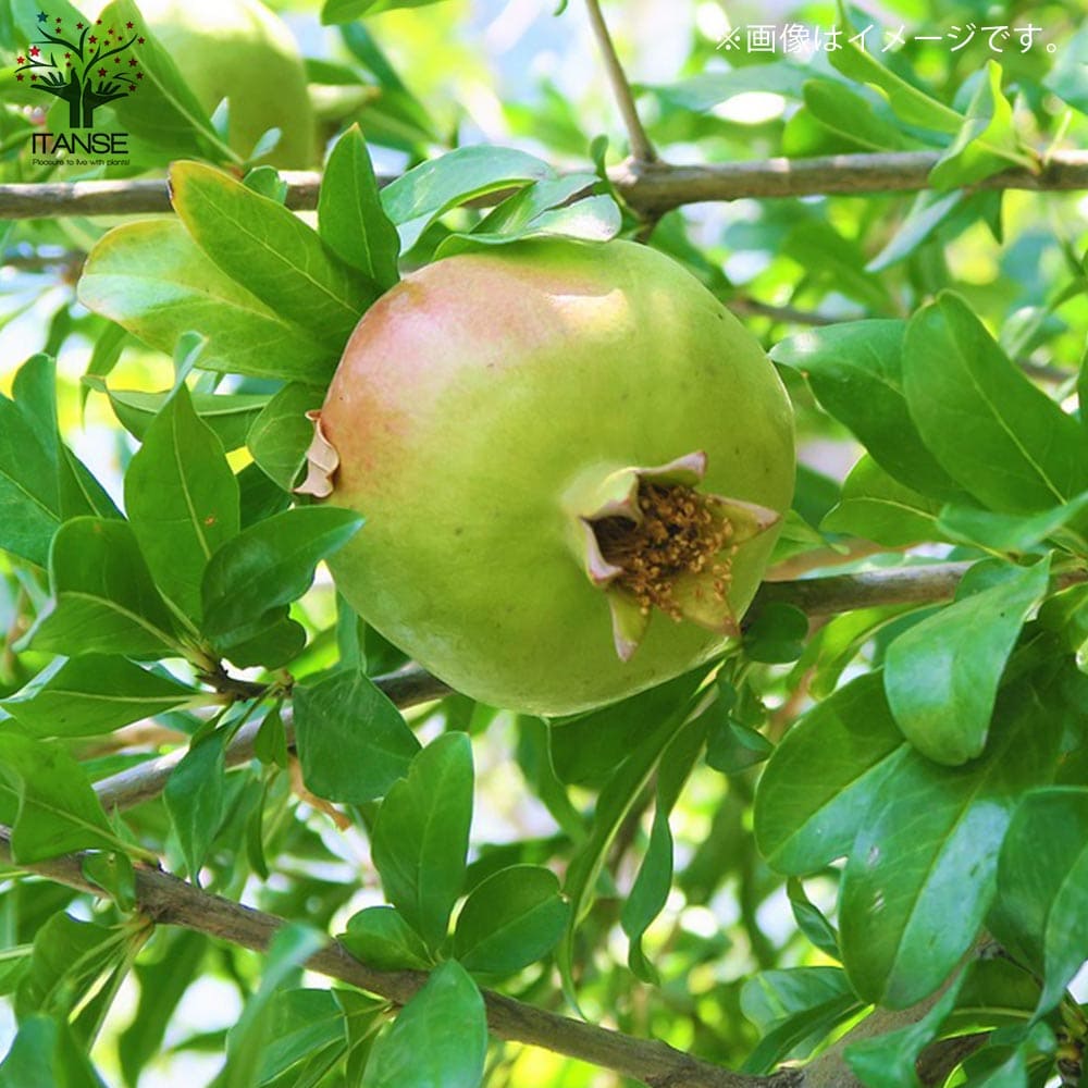 Sale 99 Off ザクロ苗 ザクロの苗 ザクロの木 ざくろ苗 ざくろの苗 石榴 柘榴 若榴 簡単栽培 ガーデニング 家庭菜園 Qdtek Vn