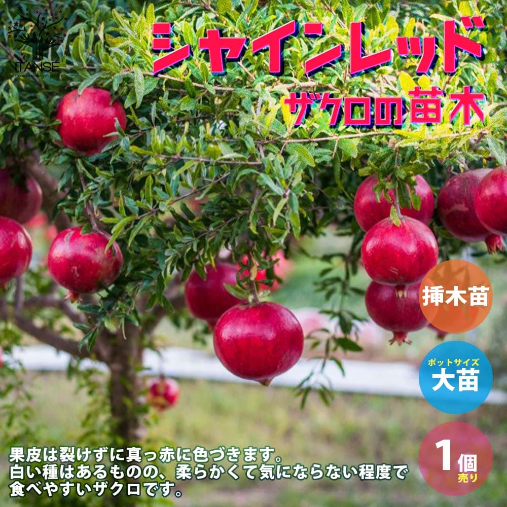 ザクロ苗 ザクロの苗 ザクロの木 ざくろ苗 ざくろの苗 石榴 柘榴 若榴 簡単栽培 ガーデニング 家庭菜園 送料0円