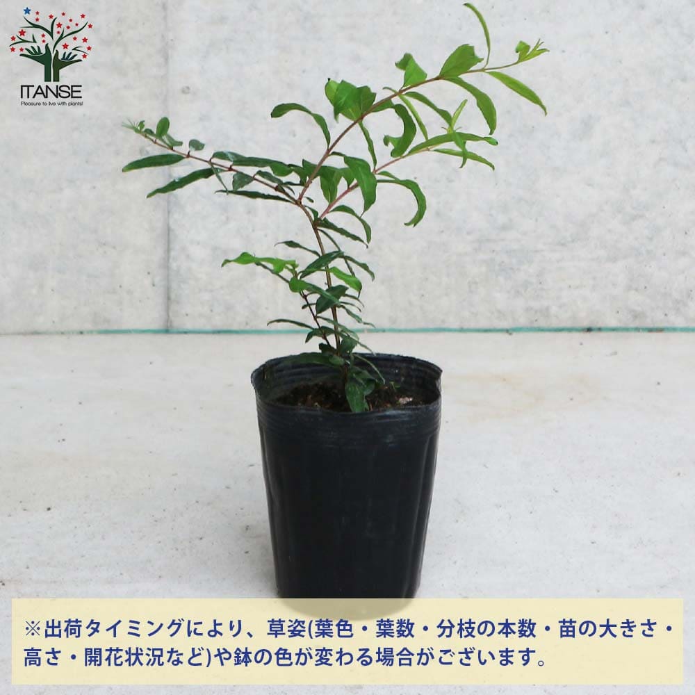 シャインレッド ザクロの苗木ザクロ苗 ザクロの苗 ザクロの木 ざくろ苗 ざくろの苗 石榴 柘榴 若榴 簡単栽培 ガーデニング 家庭菜園 ガーデニング・農業 