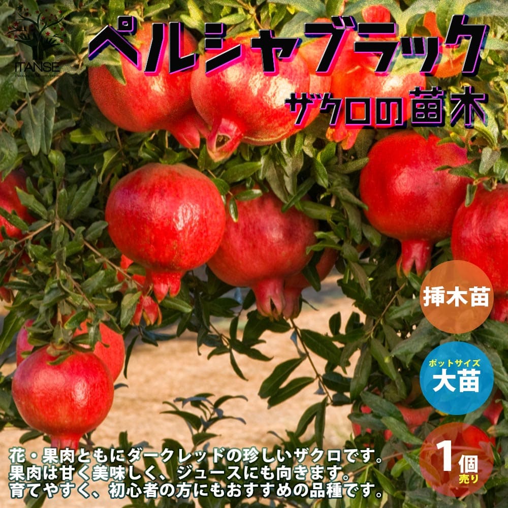 楽天市場】ザクロ 苗 【咲き分け品種 五彩榴 （ごさいりゅう