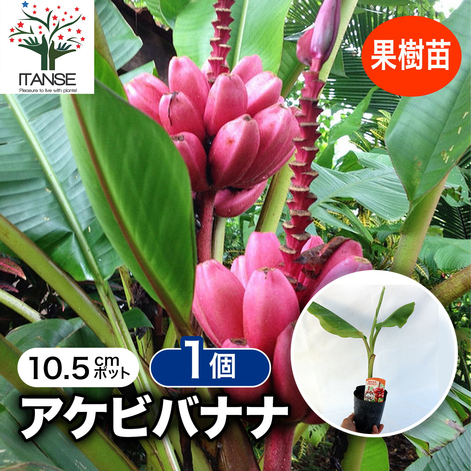 木熟可、210㎝巨大苗◆黄金バナナ、低木耐寒耐病強で初心者向◆追熟不要です 木熟可、210㎝巨大苗◇黄金バナナ、低木耐寒耐病強で初心者