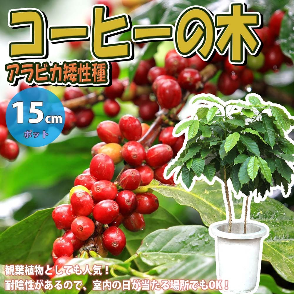 観葉植物 送料無料 Coffee 植物販売のｉｔａｎｓｅ店ガーデニング ハーブ 苗木 鉢植え プレゼント コーヒーノキ苗 21cmポット実生苗 1個 ハーブ コーヒーの木 アラビカ種 ギフト プランター 果樹苗 庭園菜園 果樹苗 珈琲の木の苗 庭植え 香辛料 簡単栽培