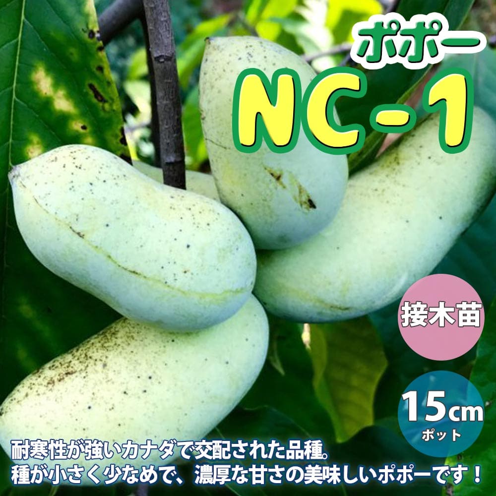 限定版 送料無料 ポポー苗木 3年生 接ぎ木 大苗 ニーム小袋付き ＮＣ−１ ポーポー 珍果 苗 果樹 果樹苗 ＮＣ1 ※北海道  沖縄は送料無料適用外です fucoa.cl