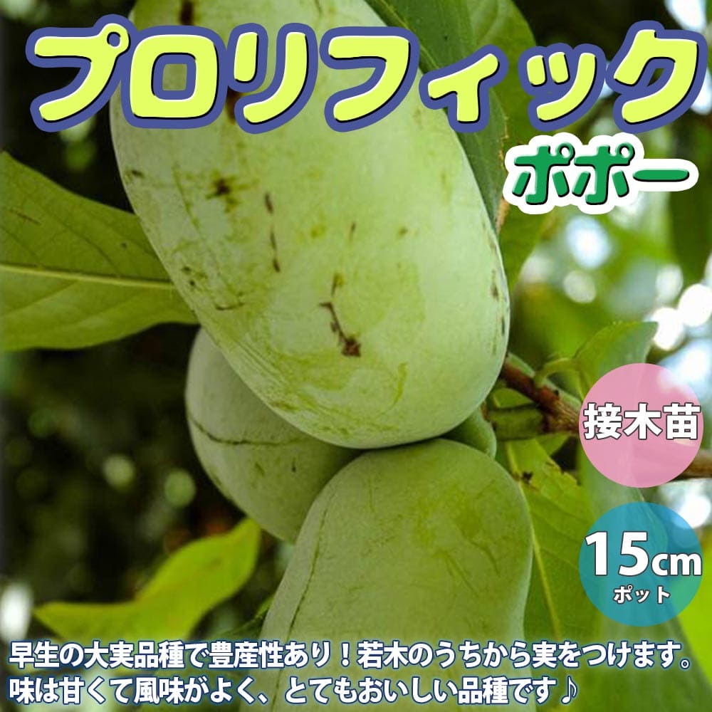 楽天市場 送料無料 ポポーの苗木 ポポー プロリフィック 果樹苗 2年生 接木苗15cmポット 1個 希少品種 珍味 アケビガキ ポポーノキ マンゴー プリン 温帯樹木 フルーツ 果実 自家結実性 受粉樹 両性花 シンボルツリー 庭園果樹 果樹畑 植物販売のｉｔａｎｓｅ楽天