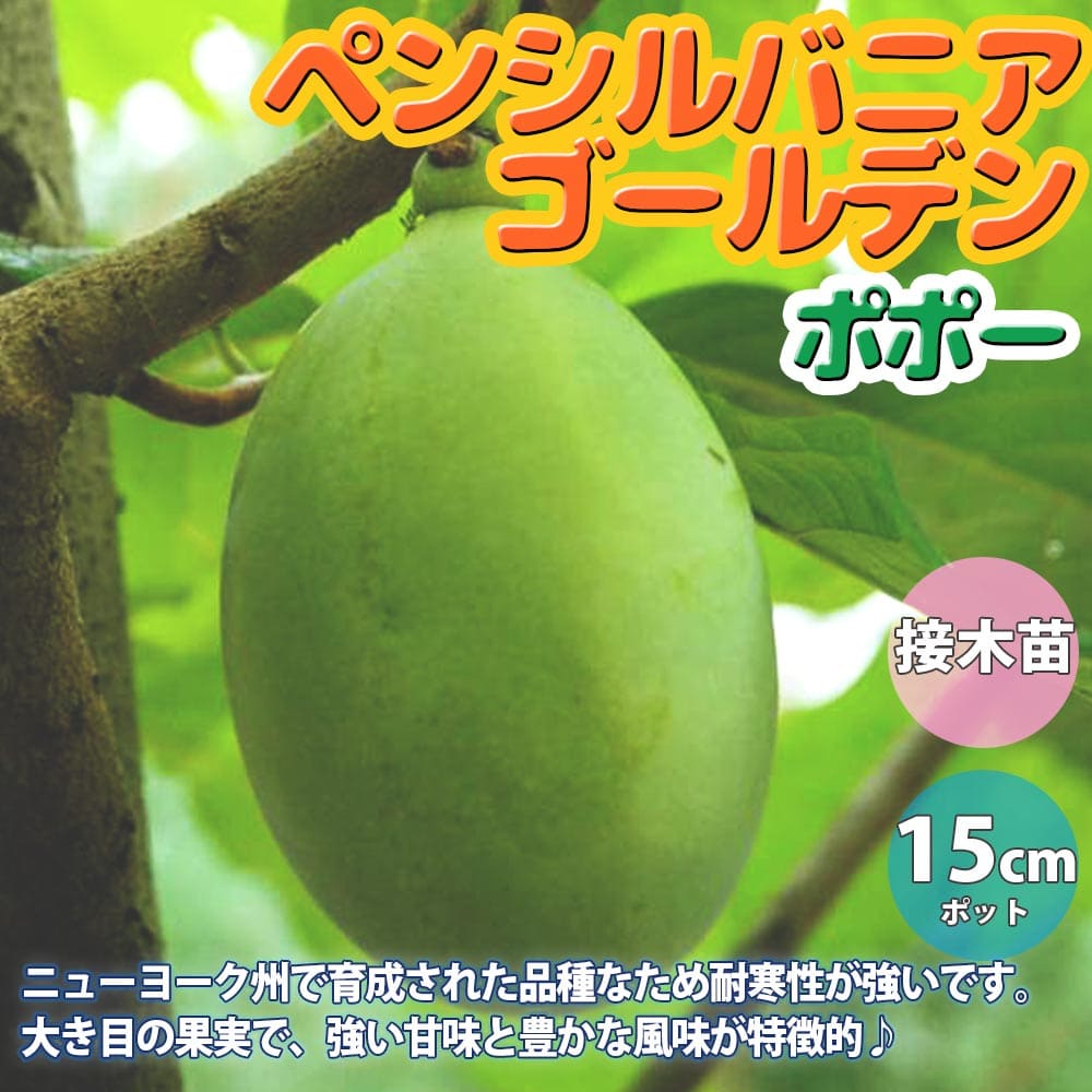 ポポーの苗木 ポポー ペンシルバニアゴールデン希少品種 珍味 アケビガキ ポポーノキ マンゴー プリン 温帯樹木 フルーツ 果実 自家結実性 受粉樹 両性花 シンボルツリー 庭園果樹 果樹畑 Sale 73 Off ポポーの苗木 ポポー ペンシルバニアゴールデン希少品種 珍味 アケビガキ ポポーノキ マンゴー プリン 温帯樹木 フルーツ 果実 自家結実性 受粉樹 両性花 シンボルツリー 庭園果樹 果樹畑 Sale 73 Off